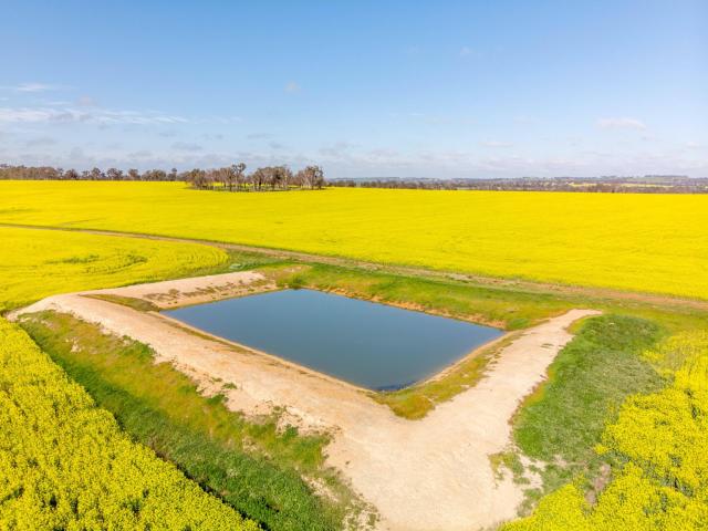 yellow field with water
