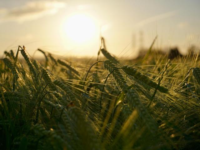 wheat in field