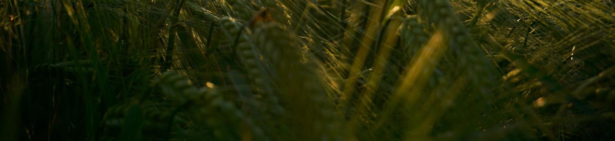 wheat in field